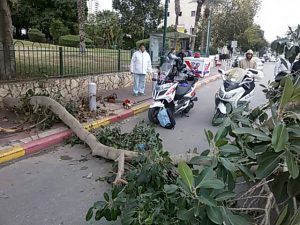 אישה כבת 66 נפצעה מענף עץ שנפל לאחר שנגזם ברמת גן - צילום דוברות מדא