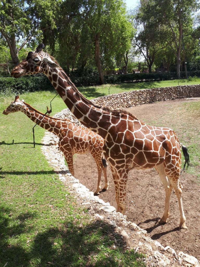 גירפה בספארי ברמת גן