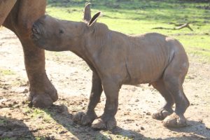 גורת קרנפים ספארי רמת גן
