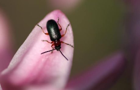 הקיץ הגיע ואתו גם המזיקים … – שירותי הדברה