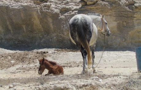 חנוכה במרכז ספורט רמת גן – תחרות קפיצות ראווה ויריד סוסים ואבירים חוויתי