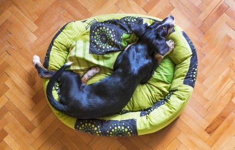 הכלב החדש שלכם מתקשה למצוא ׳פינה׳ למנוחה בבית – כיצד תבחרו עבורו את המיטה הנכונה ביותר?