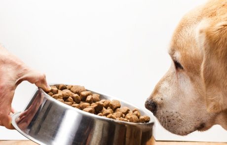 מה באמת צריך לדעת על קניית אוכל לכלבים?