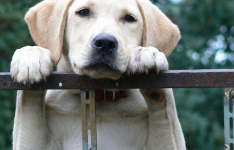 פתרונות טיפול מותאמים לחיות מחמד: מצוינות באילוף כלבים ושירותי פנסיון מרכזי