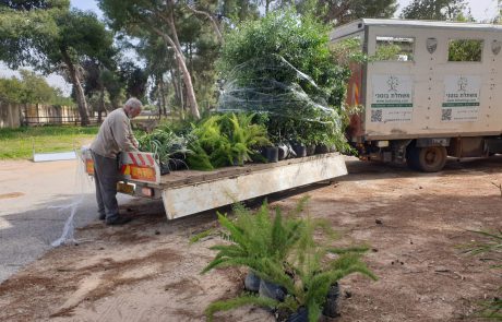 העירייה תקדם חלוקת עצים בוגרים מהספארי אל בתי התושבים  