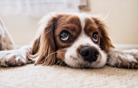זיקוקים ביום העצמאות: סיוט לכלבים וסכנה ממשית לבריאותם