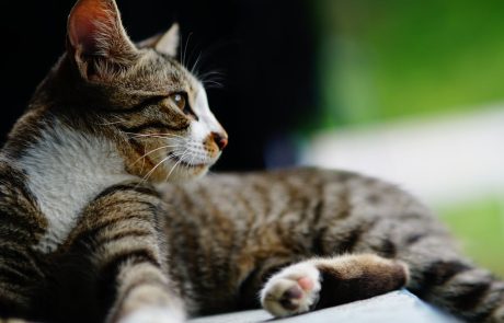 ארגז חול אוטומטי לחתולים: הפתרון המושלם לחתול שלך