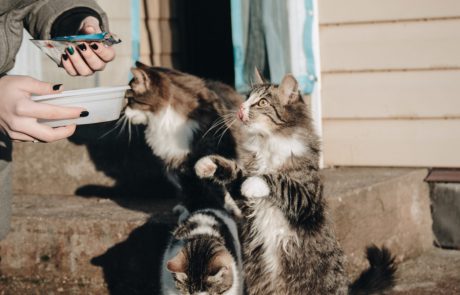 גבעתיים: זוג מבוגרים שהאכילו חתולי רחוב הותקפו באלימות