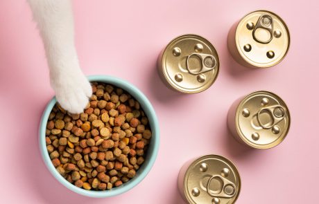 מה ההבדלים בין סוגי האוכל לכלבים?